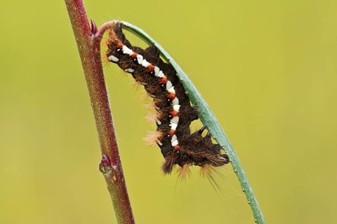 Caterpillar of the Knot Grass (Acronicta rumicis)