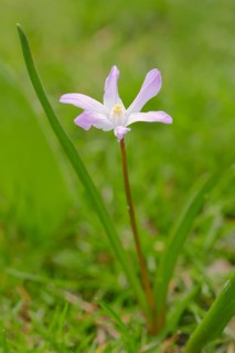 Lucile's Glory-of-the-snow (Chionodoxa luciliae)