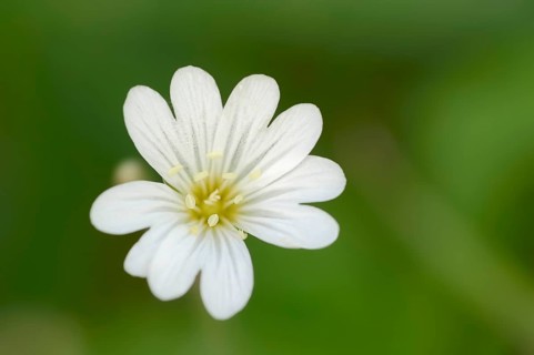 Field Chickweed (Cerastium arvense)