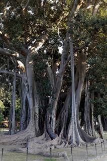 Moreton Bay Fig (Ficus macrophylla) with aerial roots