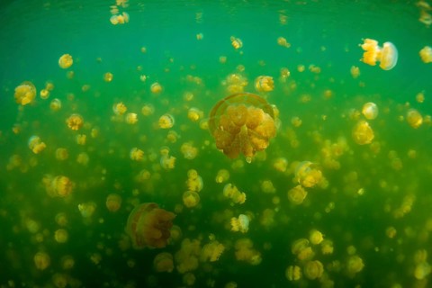 Golden Medusas or Papuan Jellyfish (Papua Mastigias)