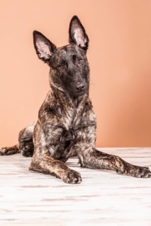 Lying Hollandse Herdershond or Dutch Shepherd Dog