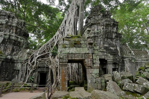 Ta Prohm temple complex overgrown with strangler fig(Ficus virens)