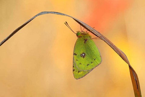 Pale Clouded Yellow (Colias hyale)