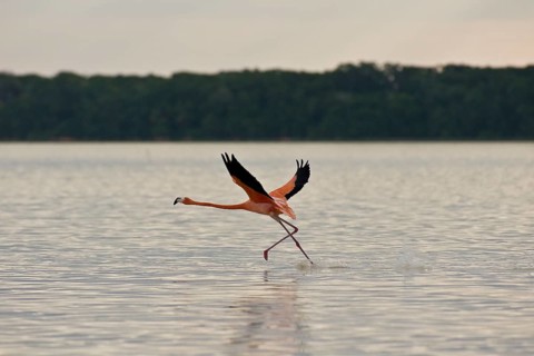 American flamingo (Phoenicopterus ruber)