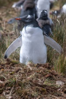 Gentoo Penguin (Pygoscelis papua)