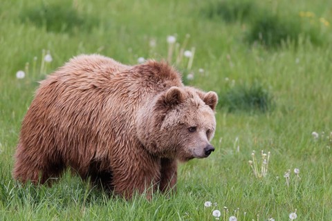 Brown bear (Ursus arctos)
