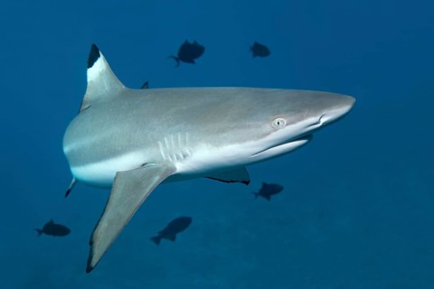 Blacktip Reef Shark (Carcharhinus melanopterus)