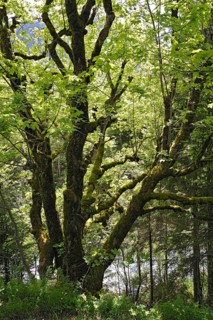 Moss-covered Maple (Acer)