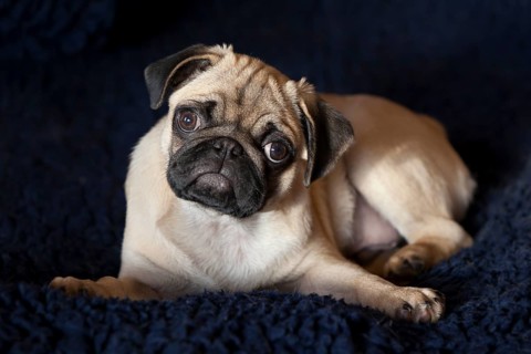 Pug