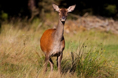Red Deer (Cervus elaphus)