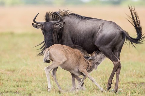 Blue Wildebeest (Connochaetes taurinus) suckling calf