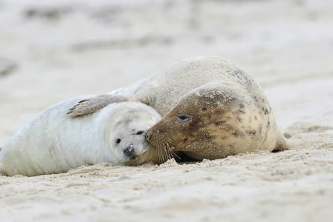 Grey Seals (Halichoerus grypus)