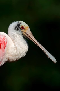 Roseate Spoonbill (Ajaia ajaja