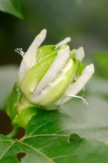 Bluecrown Passionflower (Passiflora caerulea)