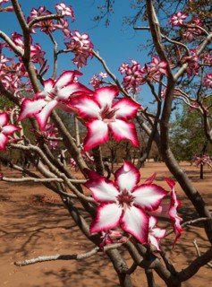 Impala Lily (Adenium multiflorum)