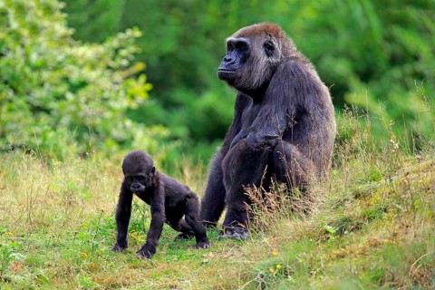Western Lowland Gorilla (Gorilla gorilla gorilla)