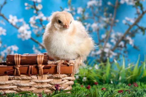 Domestic fowl chick