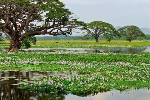 Trees on the artificial lake Tissa Wewa