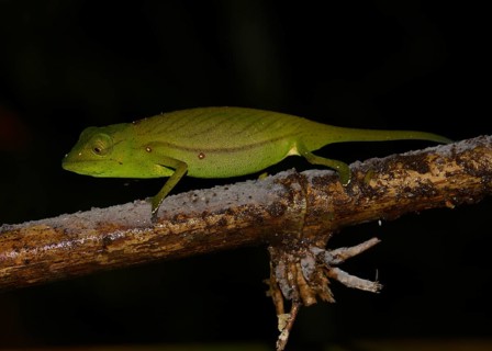 Chameleon (Calumma marojezense)