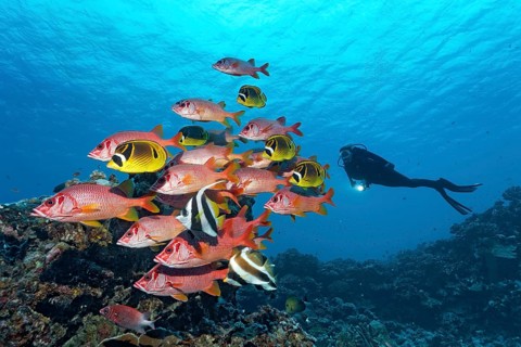Shoal of Sabre Squirrelfish