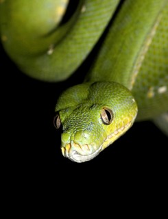 Green Tree Python (Morelia viridis)