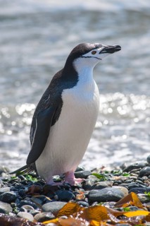 Chinstrap Penguin (Pygoscelis antarcticus)
