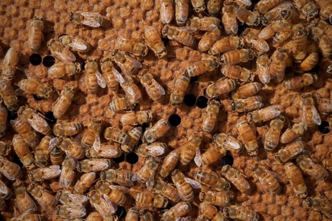 Beekeeping
