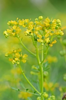Common Rue or Herb-of-grace (Ruta graveolens)