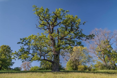 Old Pedunculate Oak tree (Quercus robur) in the landscaped park of Schloss Ettersburg Castle