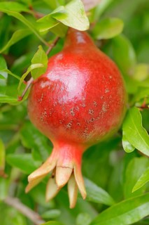 Dwarf Pomegranate (Punica granatum nana var)