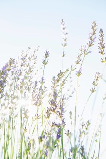 Blooming lavender flowers in organic herbal garden