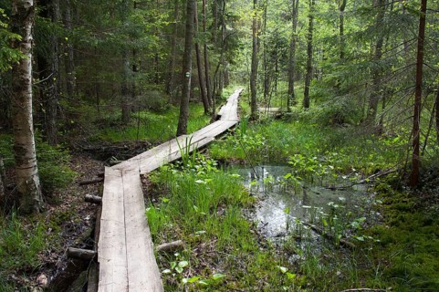 Boardwalk through the Aabla moor