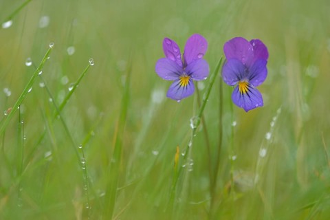 Heartsease or Wild Pansy (Viola tricolor)