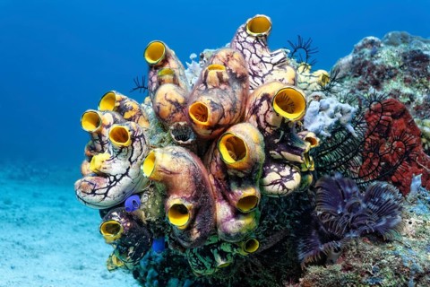 Colony of Polycarpa-Sea Squirts (Polycarpa aurata) on a coral reef