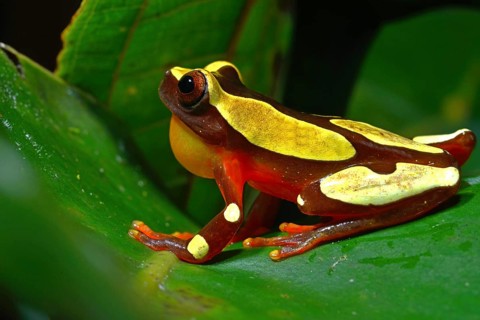 White-leaf frog (Dendropsophus leucophyllatus)