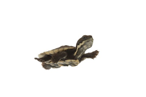 Saw-shelled Turtle (Elseya latisternum)