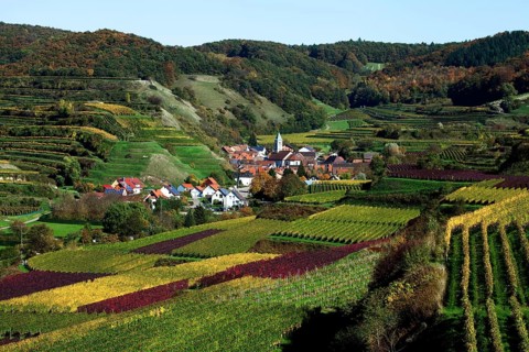 A wine village and cultural landscape in autumn