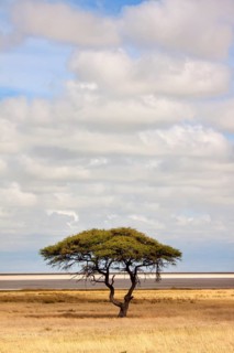 Umbrella Thorn Acacia (Acacia tortilis)
