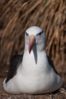 Black-browed Albatross or Black-browed Mollymawk (Thalassarche melanophris)