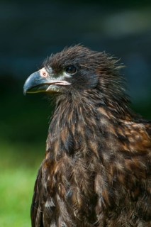 Striated Caracara or Johnny Rook (Phalcoboenus australis)