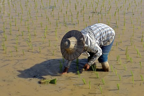 Rice cultivation