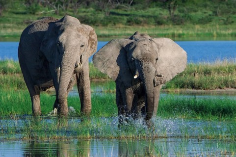 African elephants (Loxodonta africana) at the Namutoni waterhole