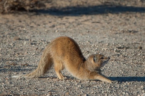 Mongoose (Cynictis penicillata)