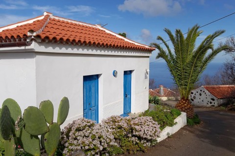 Small house with flowering Jade Plants (Crassula ovata)