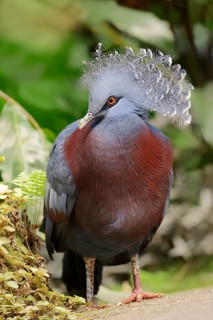 Victoria Crowned Pigeon (Goura victoria)