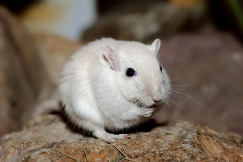 Mongolian Gerbil or Mongolian Jird (Meriones unguiculatus)