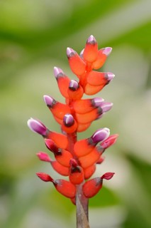 Bromeliad (Aechmea victoriana)