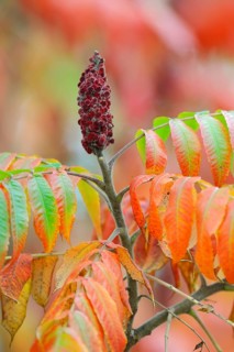 Staghorn Sumac (Rhus typhina)