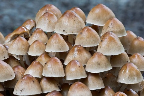 Clustered Brittlestem mushroom (Psathyrella mulitipedata)